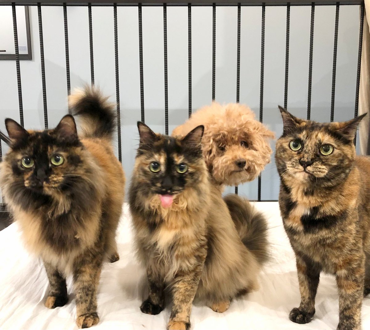 matsugorookoku's tweet photo. サビ猫の後ろには、いつも弱そうな犬がいます。 https://t.co/hDVkUOAS7o