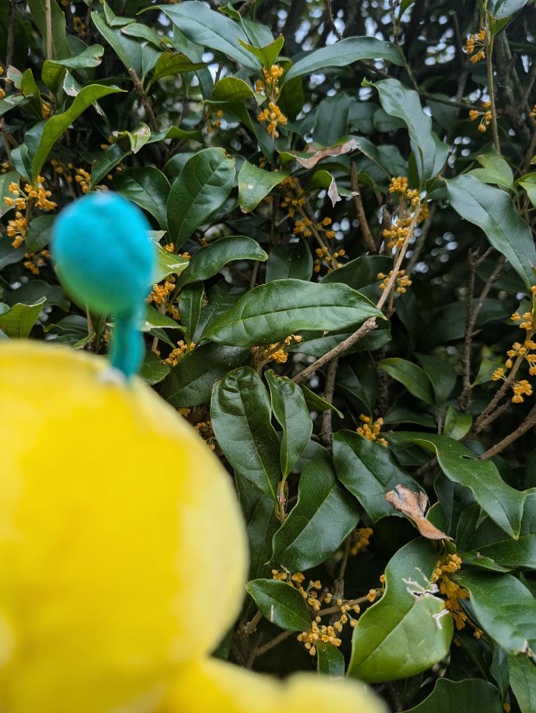 FromKibitan's tweet photo. キンモクセイが咲いていたよ。小さいオレンジ色の花がかわいいね！秋の風に乗って、甘い香りがふわりと広がっていたよ。
#福島県 #Fukushima #Japan #キビタン #福島県公式キャラクター #キンモクセイ #金木犀 https://t.co/vmFlwJMjYK