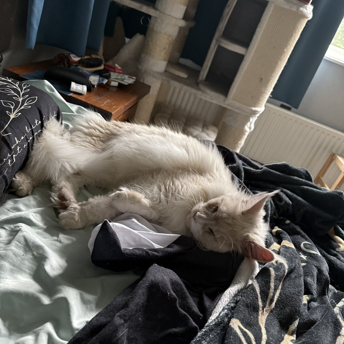 catcastletails's tweet photo. When you had a painful medical procedure and need to rest for 24 hours and you’re surrounded by kids. https://t.co/PsRsj7BPO5