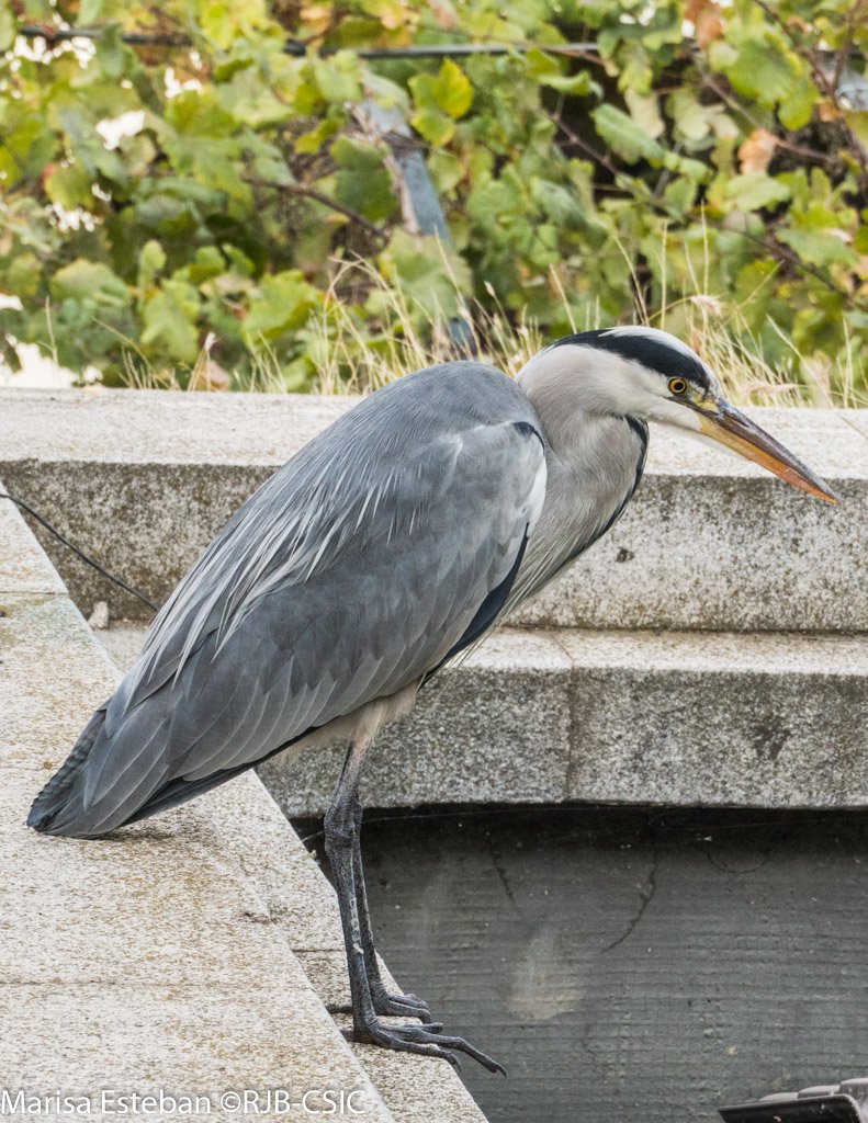 RJBOTANICO's tweet photo. 📸 ¿Nuestra visitante más fiel desde hace +16 años? 🪶
​Desde 2010, entre septiembre  y abril, nos visita una garza real en el @RJBOTANICO @csic.
​Probablemente se trata del mismo ejemplar ya que viven +20 años y siempre regresan al mismo refugio invernal. https://t.co/A2N83ZP1IU