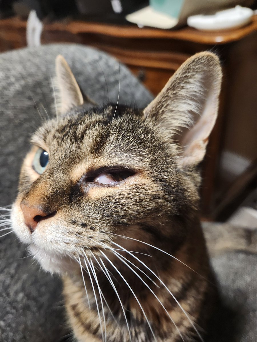 RaiTheNekomata's tweet photo. Updates on Minnie's health:

Any help sharing this is much appreciated. 💜 https://t.co/sB5fqCWokh