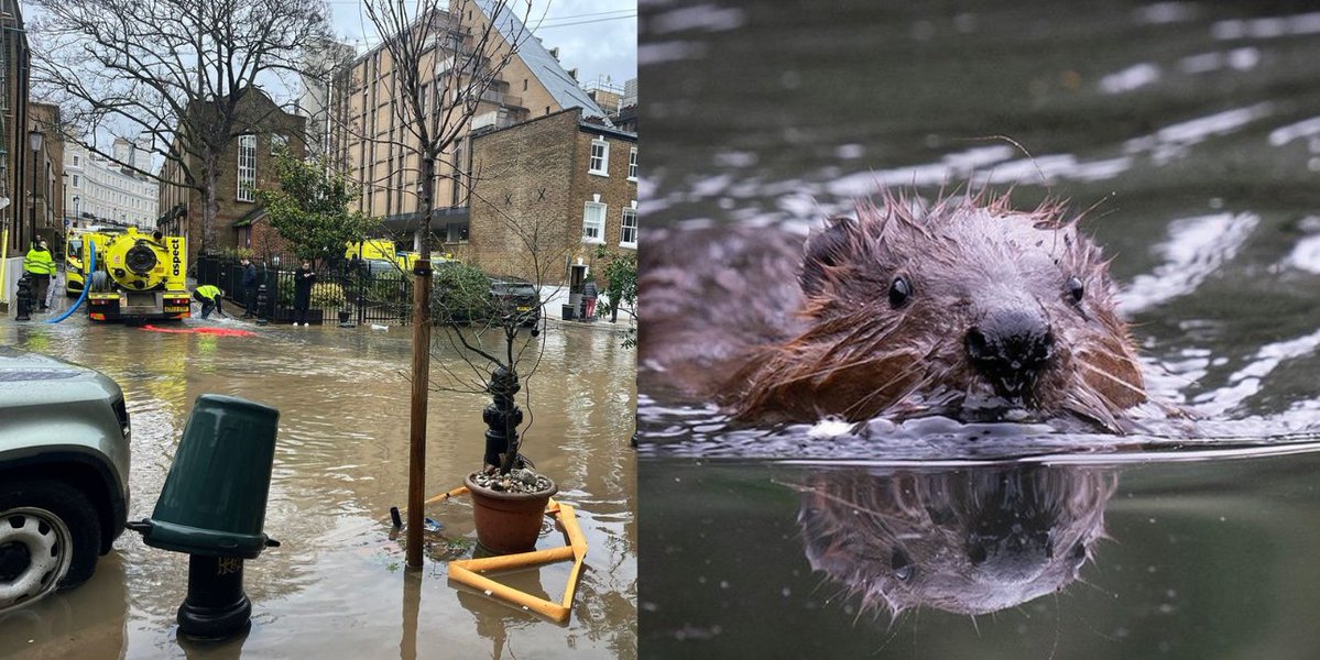 giveashitnature's tweet photo. West London had a flooding problem. Engineers had planned an artificial reservoir and levee. The city released beavers instead, because why not?

The conventional answer to flooding for most cities is usually more hard infrastructure to push and contain the water, at a cost to the taxpayers.

Beavers have a different plan. Their dams slowed the flow, spread water across wetlands and held it upstream for longer. The landscape absorbed the pulse instead of delivering it all at once.

In their first year at Paradise Fields, the beavers made at least seven dams and two lodges. Water that used to rush through the site toward Greenford station in minutes now takes hours to seep through the chain of dams and wetlands.

The targeted area downstream had flooded repeatedly for a decade. It stayed flood-free through the beavers' second winter, then their third. As of this year, Greenford station has gone three years without flooding.

The wetland changed too. Freshwater shrimp and swarms of Daphnia appeared. Surveys found more aquatic invertebrates, and the project recorded at least two new bat species. A near ecological dead zone was becoming habitat while it held back stormwater.

This obviously doesn't mean that beavers can replace every flood mitigation plan in every city. This site had enough land, water and food, plus a 1.2-kilometer enclosure for the beavers to thrive.

But the payoff of working with nature is clear as day. Seven dams, water slowed from minutes to hours, and three flood-free years downstream. That, as the kids say, whips.