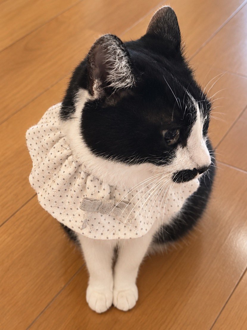 shirasu0425's tweet photo. 焼きカツオを食べた虎太郎満足気です😾✨

お留守番ありがとうね😾😊🙏🏻💗💗💗

#ねこかわいいね
#ハチワレ
#保護猫 https://t.co/3CyPGkNCpP