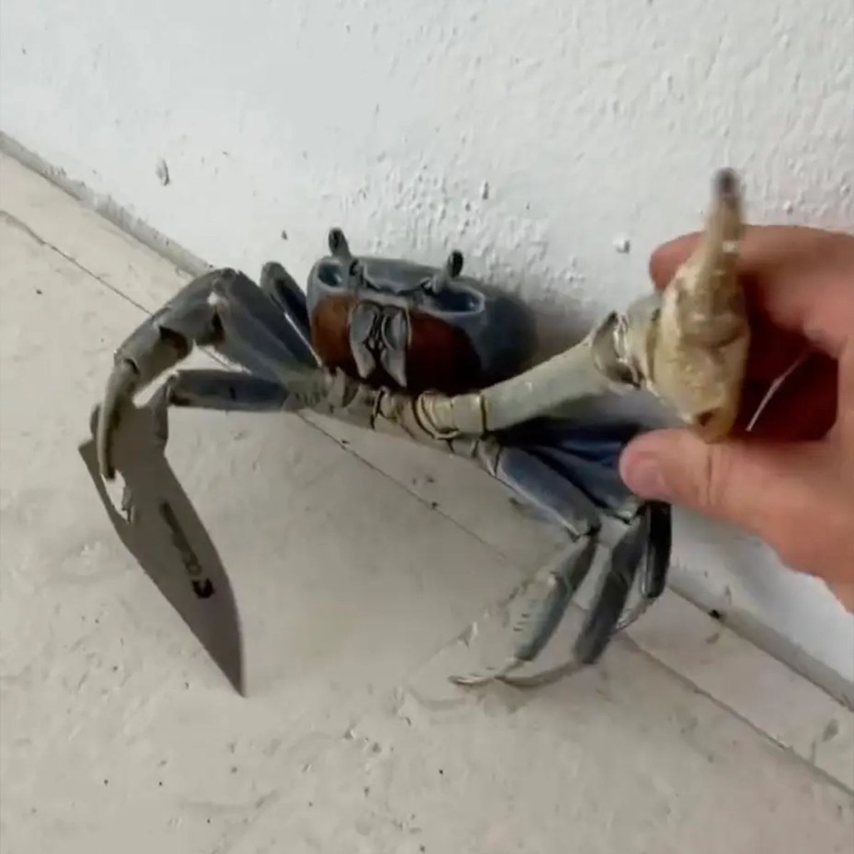 Dexerto's tweet photo. A Florida man found a blade-wielding crab taking swipes at him and his dog

"This is a gangster-ass crab" https://t.co/pOMWqOmc3k