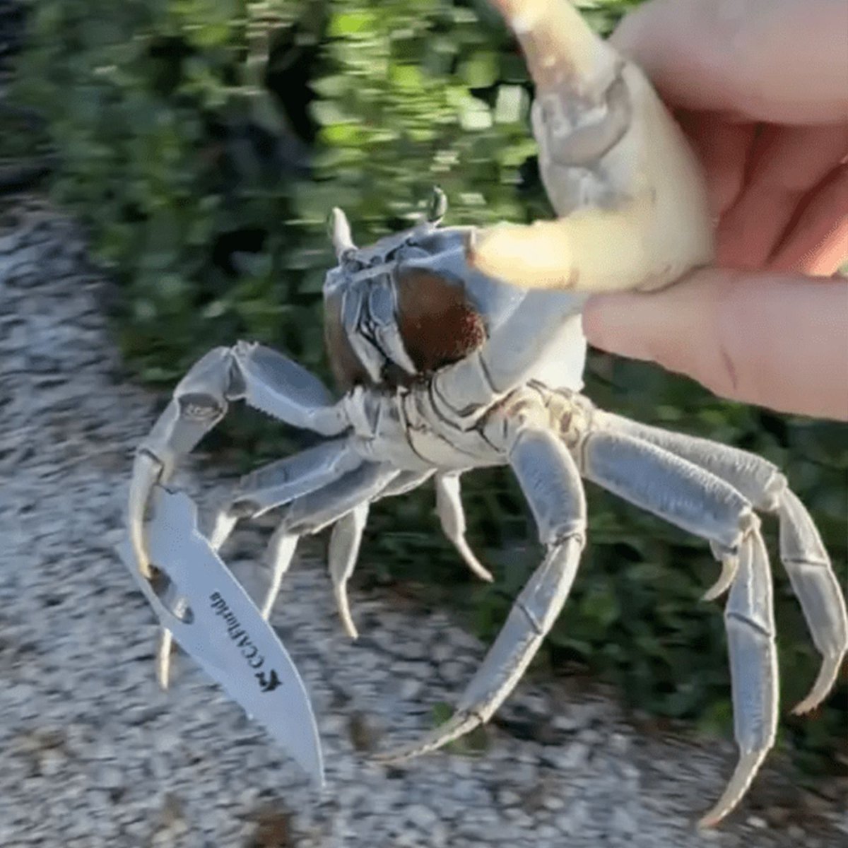 Dexerto's tweet photo. A Florida man found a blade-wielding crab taking swipes at him and his dog

"This is a gangster-ass crab" https://t.co/pOMWqOmc3k