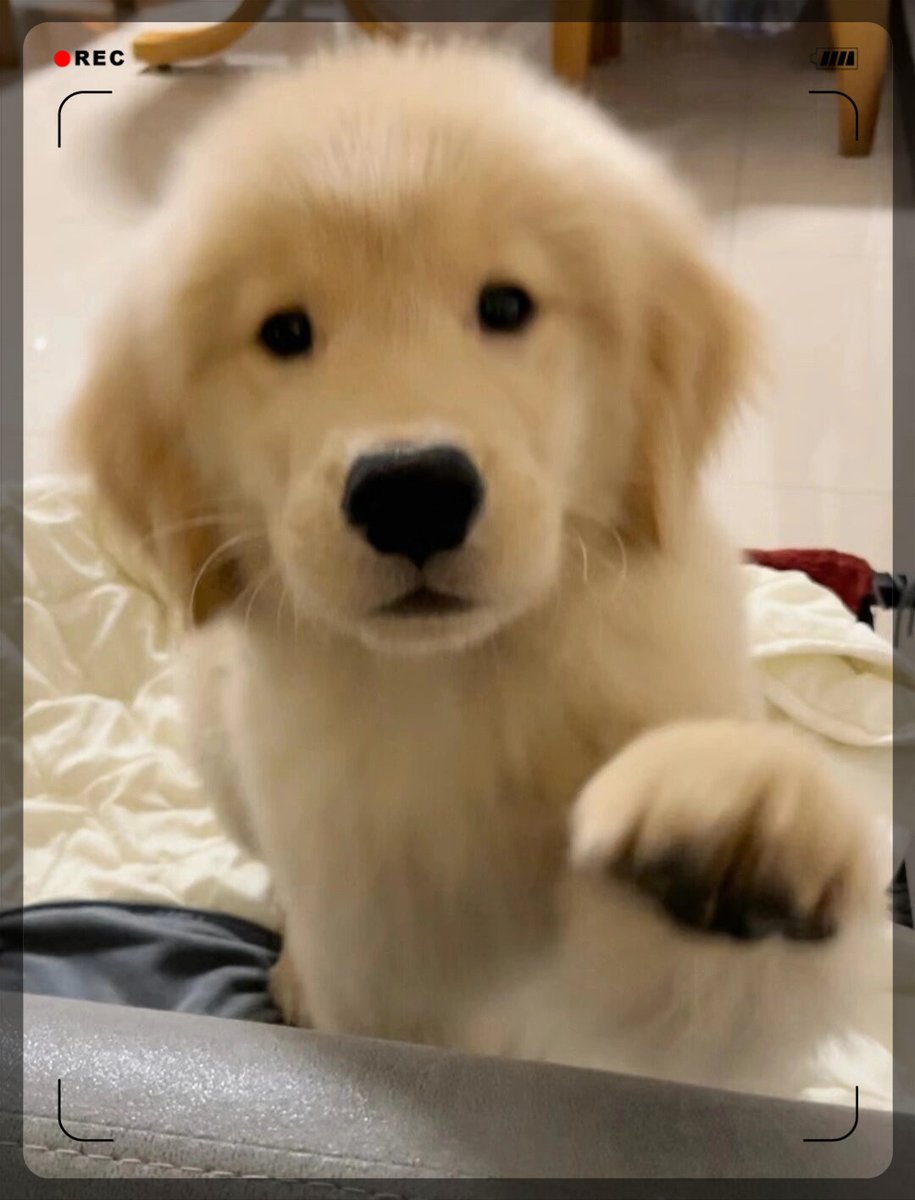 KatelinPito6v's tweet photo. Nuestro perrito Max ya tiene 6 meses! De un pequeo cachorrito juguetón a un compaero inseparable, cada día crece con más amor y travesuras ， https://t.co/EsAwWrPrmL