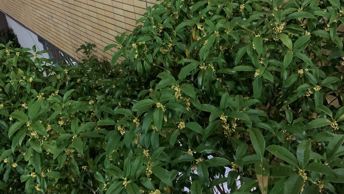 moiu22's tweet photo. 「駅前の金木犀の香り嗅ぎに行きませんー？」とか言って、職場の先輩との飲み終わり、ふわふわなまま撮った金木犀 https://t.co/uTdAbCZpHH