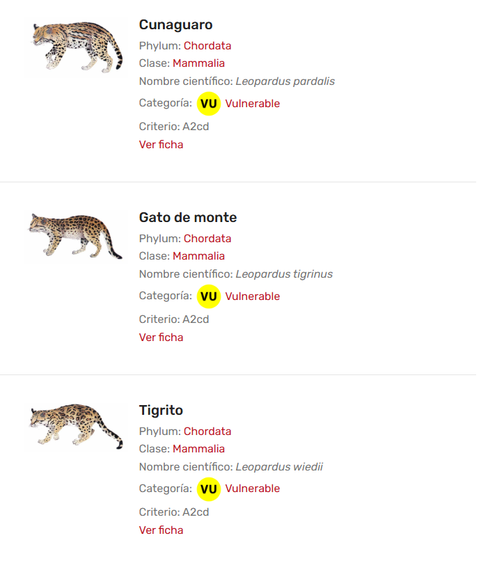 alexiscorreia's tweet photo. Clasificar a los felinos pequeños es dificilísimo. Por eso se les considera "especies crípticas", pues se confunden fácilmente unos con otros. 

En Venezuela tenemos 3.

Creo que el más conocido es el cunaguaro (ocelote en otros países) porque es un poco más grande 

#Hilo https://t.co/eStQn8EDcy
