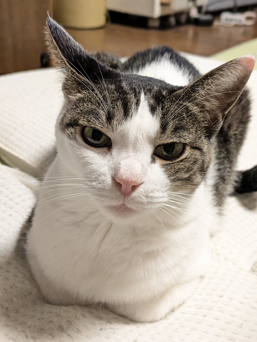 aboo00's tweet photo. 今日もいい顔だ🤭 https://t.co/vkqwcyFX6b