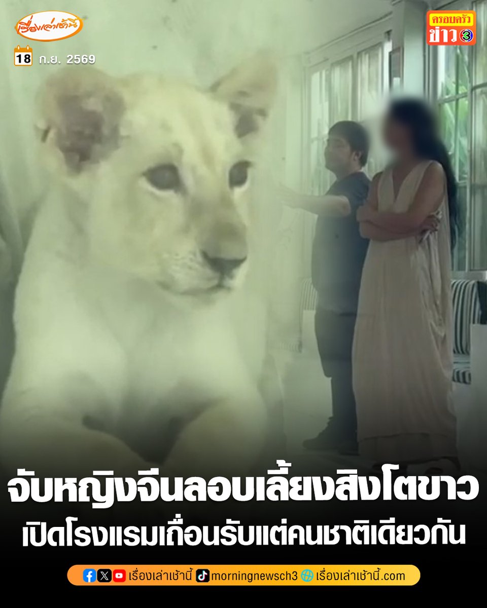 MorningNewsTV3's tweet photo. บุกจับหญิงชาวจีน ลักลอบเลี้ยงสิงโตขาว-เปิดโรงแรมเถื่อนกลางเมืองเชียงใหม่ รับนักท่องเที่ยวชาติเดียวกัน หลังชาวบ้านร้องเรียนส่งเสียงดังรบกวน เจอแจ้ง 3 ข้องหา

อ่านข่าว : https://t.co/CznclPFxRy

#เรื่องเล่าเช้านี้ #ครอบครัวข่าว3 #ข่าวภูมิภาค https://t.co/zhbcuEoyYG