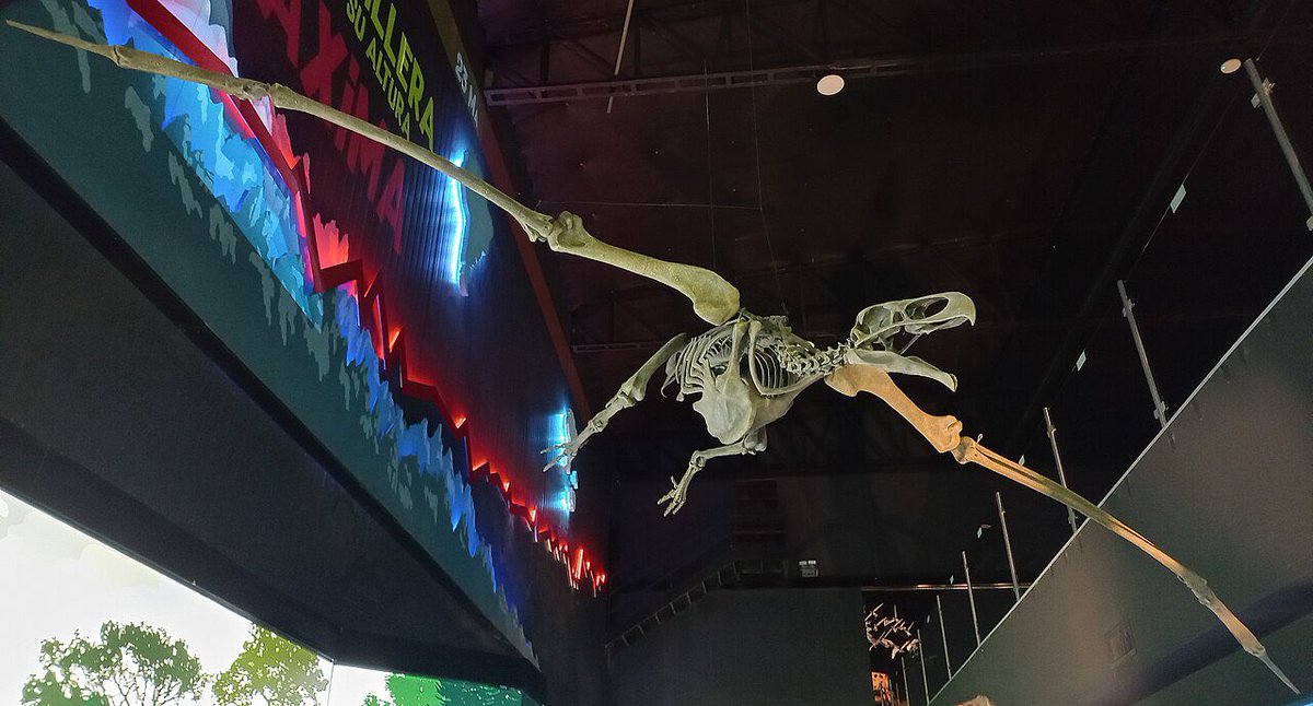 TM9380's tweet photo. Argentavis, an enormous kind of teratorn. With a wingspan some 5-6 meters across and a weight of 70kg, it has the second biggest wingspan of any bird and ranks as the heaviest known flying bird. #FossilFriday https://t.co/9LQB4jQYFi