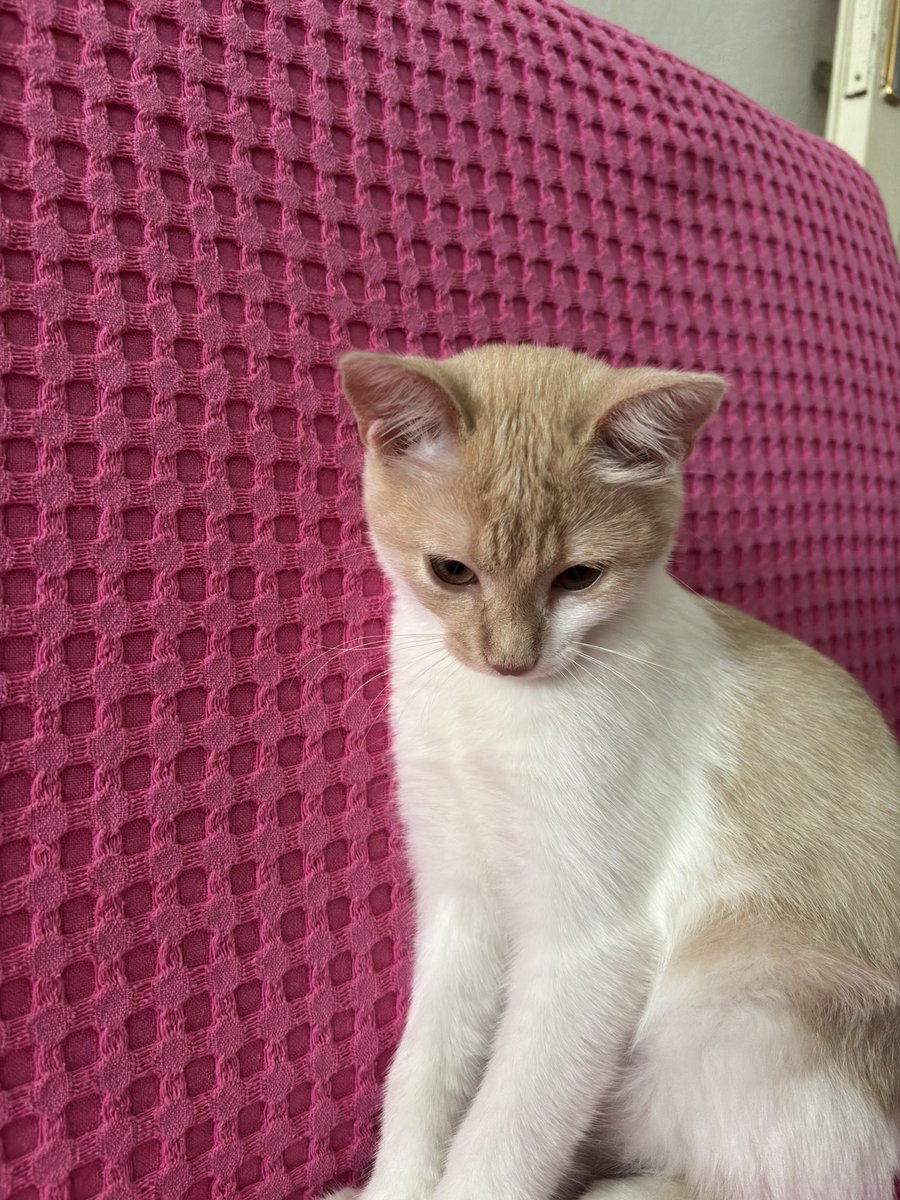 fatmakeflioglu's tweet photo. Miki bana küsmüş 😿 https://t.co/CpmtWIWLej