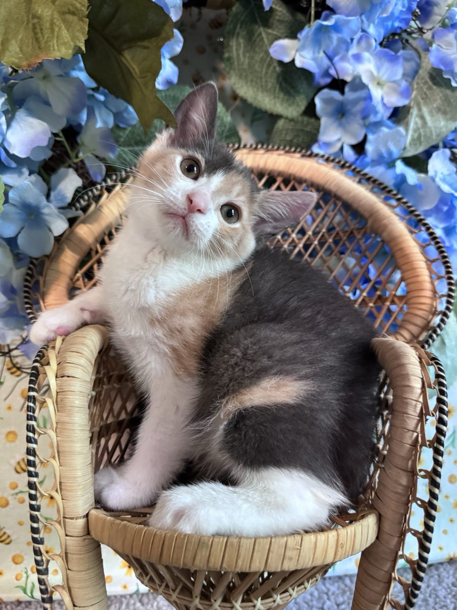 GuadalupeKed0's tweet photo. Meet ABBA, a 2-pound dilute calico seeking a loving family. She may be shy at first, but soon becomes playful, cuddly, and full of purrs. Friendly with cats, dogs, and children, she could be your perfect match. Adopt her today. https://t.co/pPPnXkKHAD