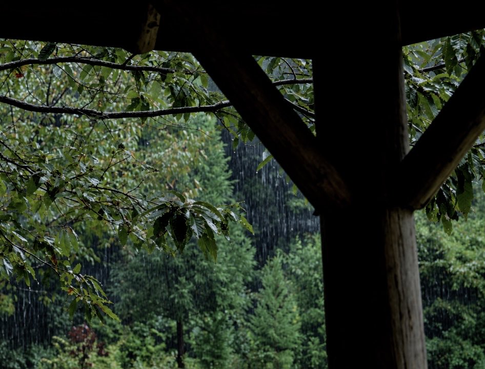 Forestofwing's tweet photo. 本日のプレミア公開が始まりました。皆さまゆっくりたっぷりおくつろぎください😪🌲🌧️

【雨音】森の雨の音を聴いてリラックスする 3時間 
https://t.co/H8Qv26rTrz https://t.co/42oQZ7QVx9