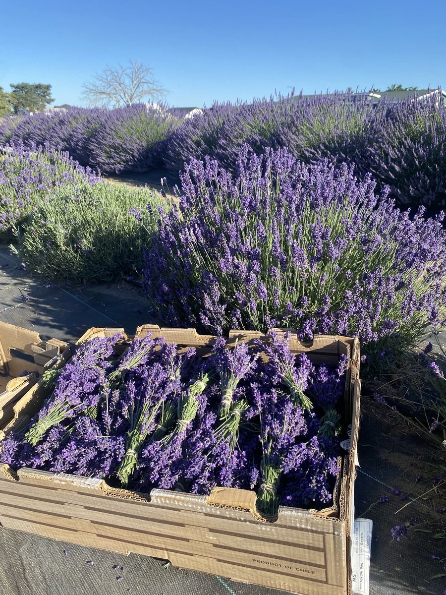 LaDolceRiviera's tweet photo. One of the many beauties you can find in Provence, 

Lavender fields https://t.co/ojzYjYptzd