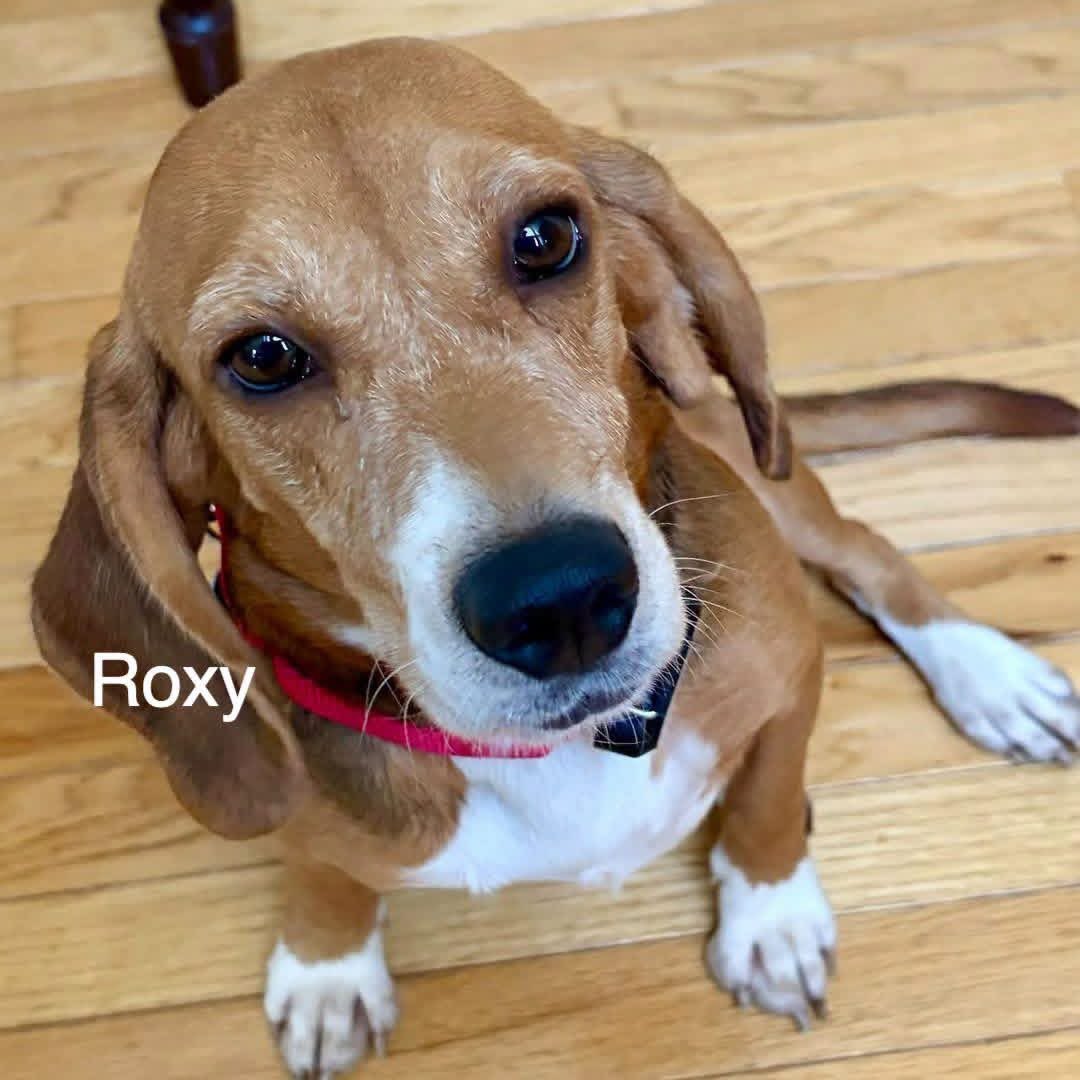 TriBeagles's tweet photo. Meet our adorable, adoptable beagles tomorrow Saturday September 19th from 11-1 PM at Rosecomb Beer Garden! https://t.co/o7tEO8dyfT https://t.co/TKxN4RVRM6