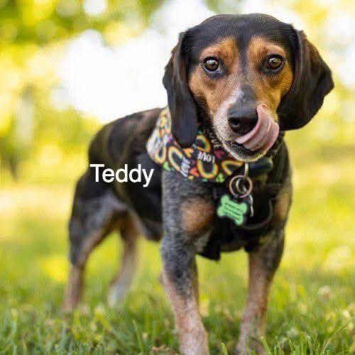 TriBeagles's tweet photo. Meet our adorable, adoptable beagles tomorrow Saturday September 19th from 11-1 PM at Rosecomb Beer Garden! https://t.co/o7tEO8dyfT https://t.co/TKxN4RVRM6