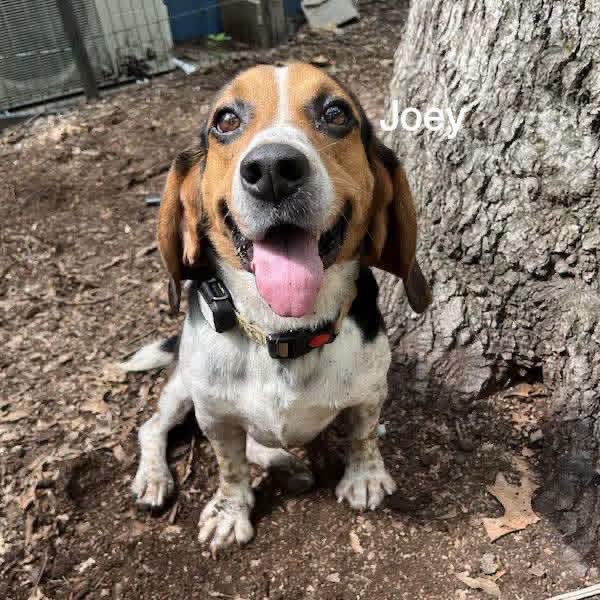 TriBeagles's tweet photo. Meet our adorable, adoptable beagles tomorrow Saturday September 19th from 11-1 PM at Rosecomb Beer Garden! https://t.co/o7tEO8dyfT https://t.co/TKxN4RVRM6
