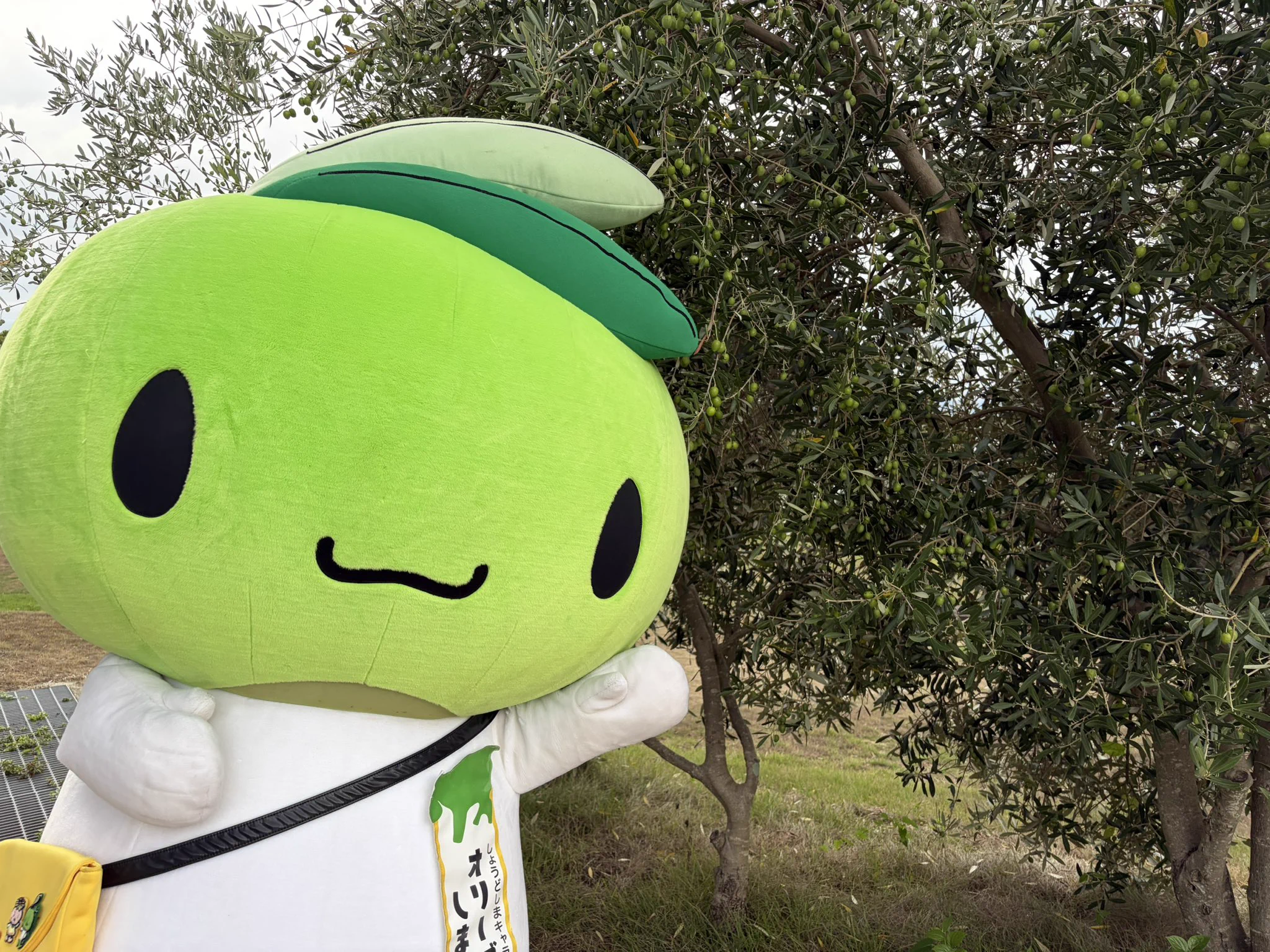 オリーブしまちゃん公式【香川県・小豆島】 (@olive_shimachan) / X