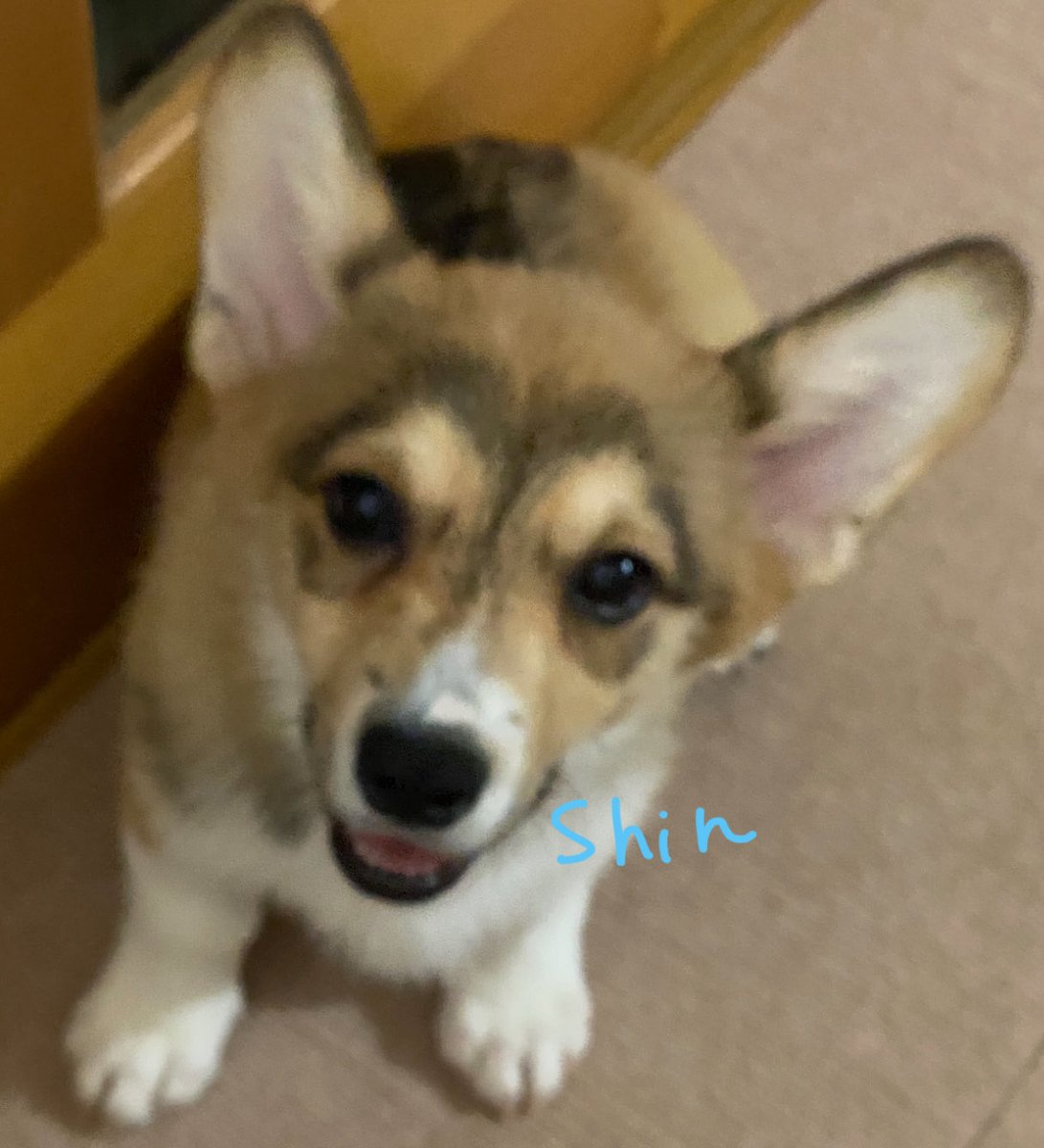 CorgiShinchan's tweet photo. ←お迎え　6日目　去年9/18特にお座り教えてないけどお座りしてご飯が出て来るのを待ってるしんちゃん
夫が帰って来るの待つ今日のしんちゃん→
#コーギー
#Corgi
#犬好きさんと繋がりたい https://t.co/2hmcD4fL2s