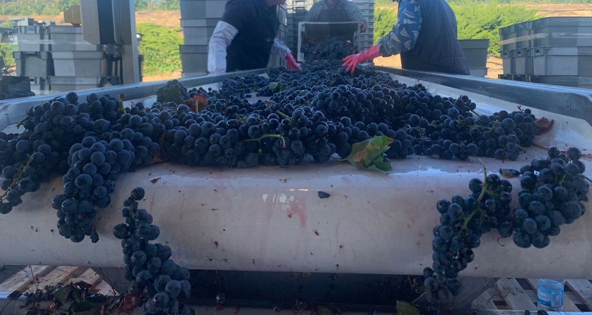 VinodeToro's tweet photo. Las cintas de selección en nuestra Denominación de Origen sirven para preservar aún más la calidad de las uvas que entra en bodega, ya que gracias a ellas se consigue una selección de la uva mucho más exhaustiva. #DOToro #VendimiaToro2025 😍🍇🍇👇🏻🚜 https://t.co/7qvORbX4JF