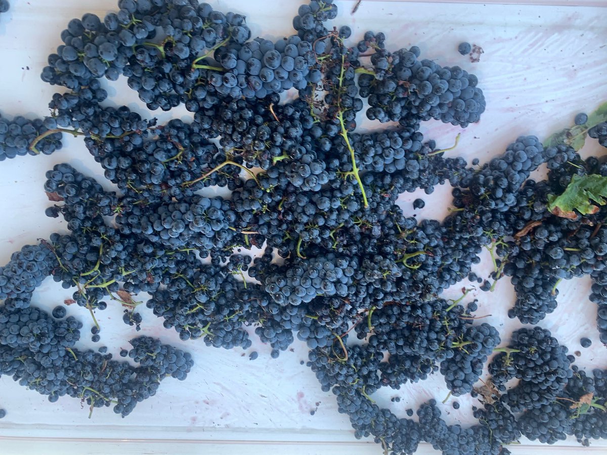 VinodeToro's tweet photo. Las cintas de selección en nuestra Denominación de Origen sirven para preservar aún más la calidad de las uvas que entra en bodega, ya que gracias a ellas se consigue una selección de la uva mucho más exhaustiva. #DOToro #VendimiaToro2025 😍🍇🍇👇🏻🚜 https://t.co/7qvORbX4JF