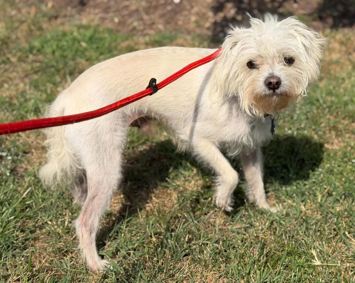 dogs_dc's tweet photo. Friday, September 18, 2026

PLEASE🙏 share for:

Spotsylvania Animal Shelter
450 TV Drive
Fredericksburg, VA 22408

(540) 507-7459

Chaos🐾🐾, 6 years, says he knows he looks like a little bit of a shaved down hot mess here but he promises that is actually quite the handsome fella.  More importantly, once he knows that you are his person, he’s incredibly outgoing and silly.   

Chaos🐾🐾 has lived with other dogs and would be fine doing so again.  
We do think a home with children 12 and up would be best, and Cats would be no problem.  
Chaos🐾🐾 will need regular grooming and dentals.   

If you believe you could take proper care of Chaos🐾🐾, and provide him a loving and wonderful forever❤️ home, email foster.Spotsylvaniacounty@gmail.com to tell him all about the fun he could have if he was to join your family.

#adoptme
#rescuedogsrock
#adoptarescuedog
#fosterarescuedog
#fosteringsavesdogslives
#rescueismyfavoritebreed
#adoptdonotshopforadog
#rescuedogsrockdc
#iloverescuedogs