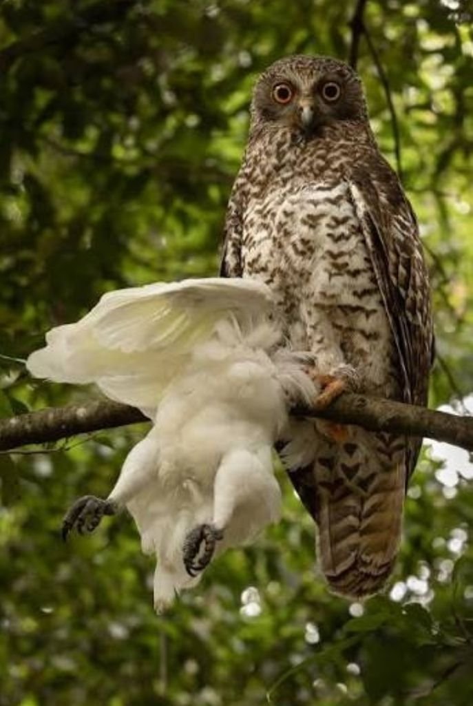harryfisher11's tweet photo. Bird enthusiasts are in a flutter after a rare sighting of Australia powerful owl spotted devouring sulphur crested cockatoos.

What's the biggest animal an owl will eat? https://t.co/hzEbH9nz4h