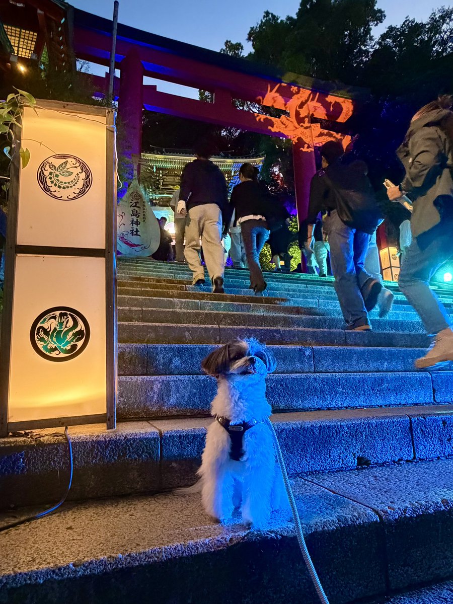 C6O10917's tweet photo. 江ノ島の灯篭を見におでかけ🐾

#犬のいる暮らし https://t.co/lrXUHNIjVv