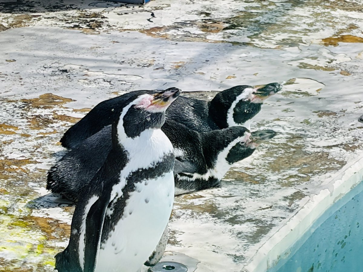 ippai14's tweet photo. ニンゲンは温泉に入ると動く気にならなくなる…またひとつ賢くなった

ピラミッドケーキは宇奈月温泉駅1Fでお買い求め下さい https://t.co/flD2RKvqlT