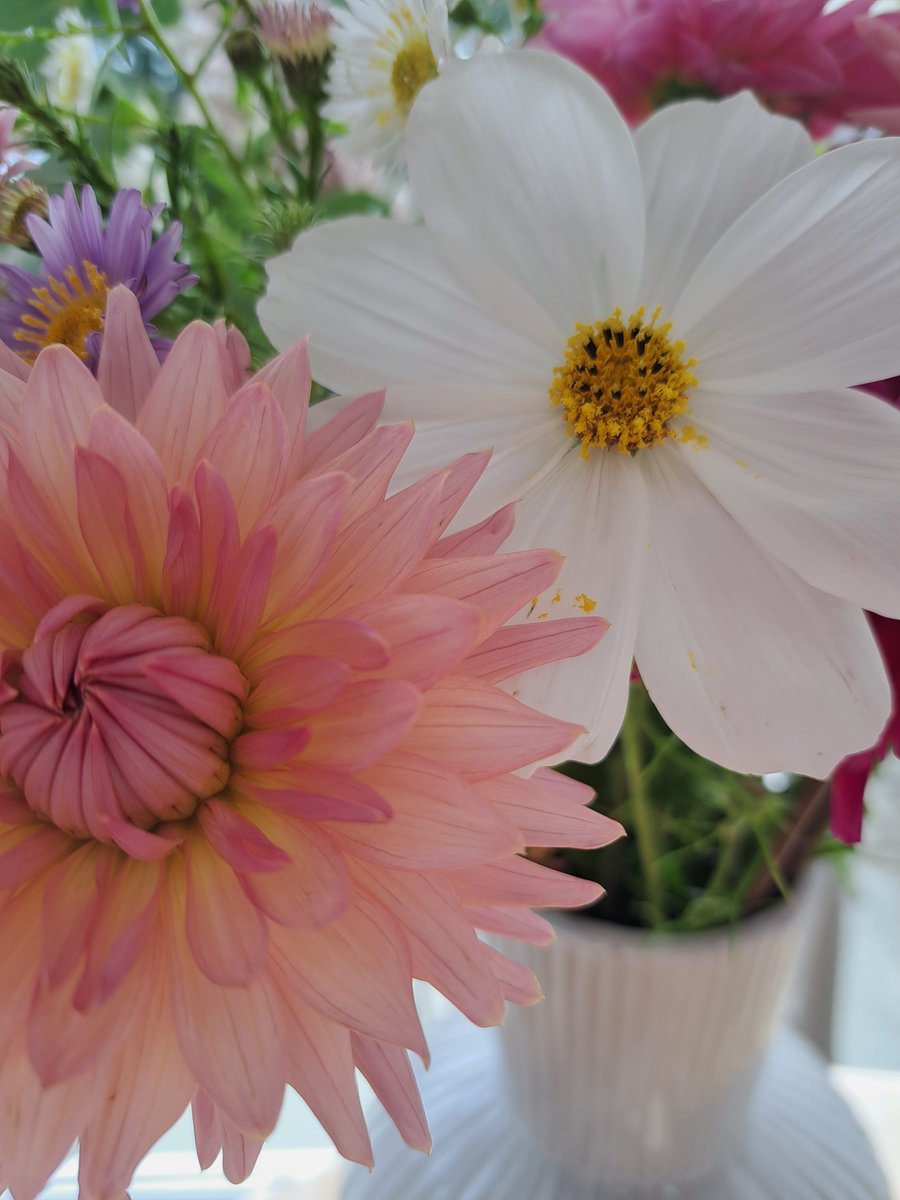 AuthorTracyRees's tweet photo. Edits of book 1 of #thebrightwatersisters trilogy are back! I'm enjoying working my way through. But it's also been an intense week of life admin so, to reward myself for tackling it, I bought these stunning flowers. They brighten even the greyest of days #editing #books #flowers https://t.co/hFwAuqCTQr