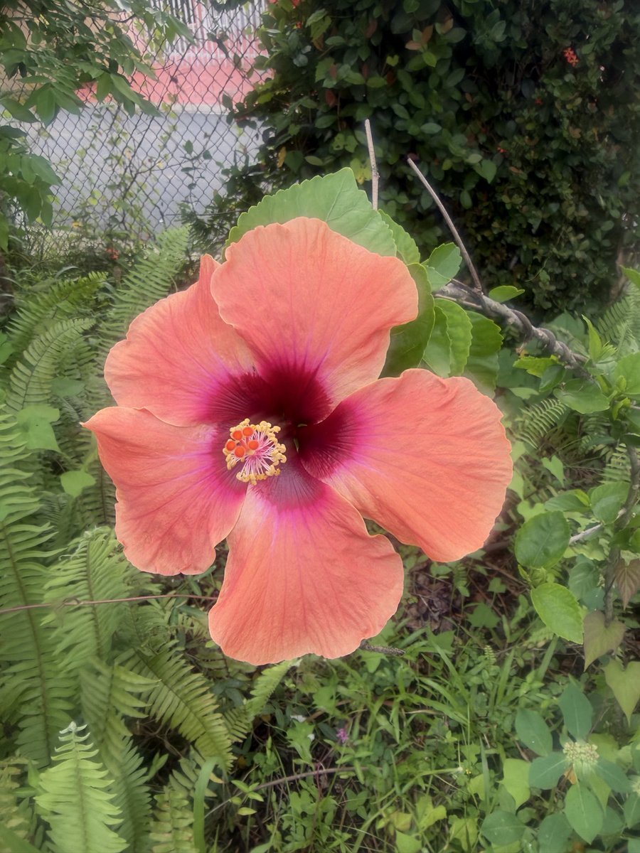 adventuresomepr's tweet photo. Life is adventuresome in Puerto Rico! Join us https://t.co/0OiWleFdt9