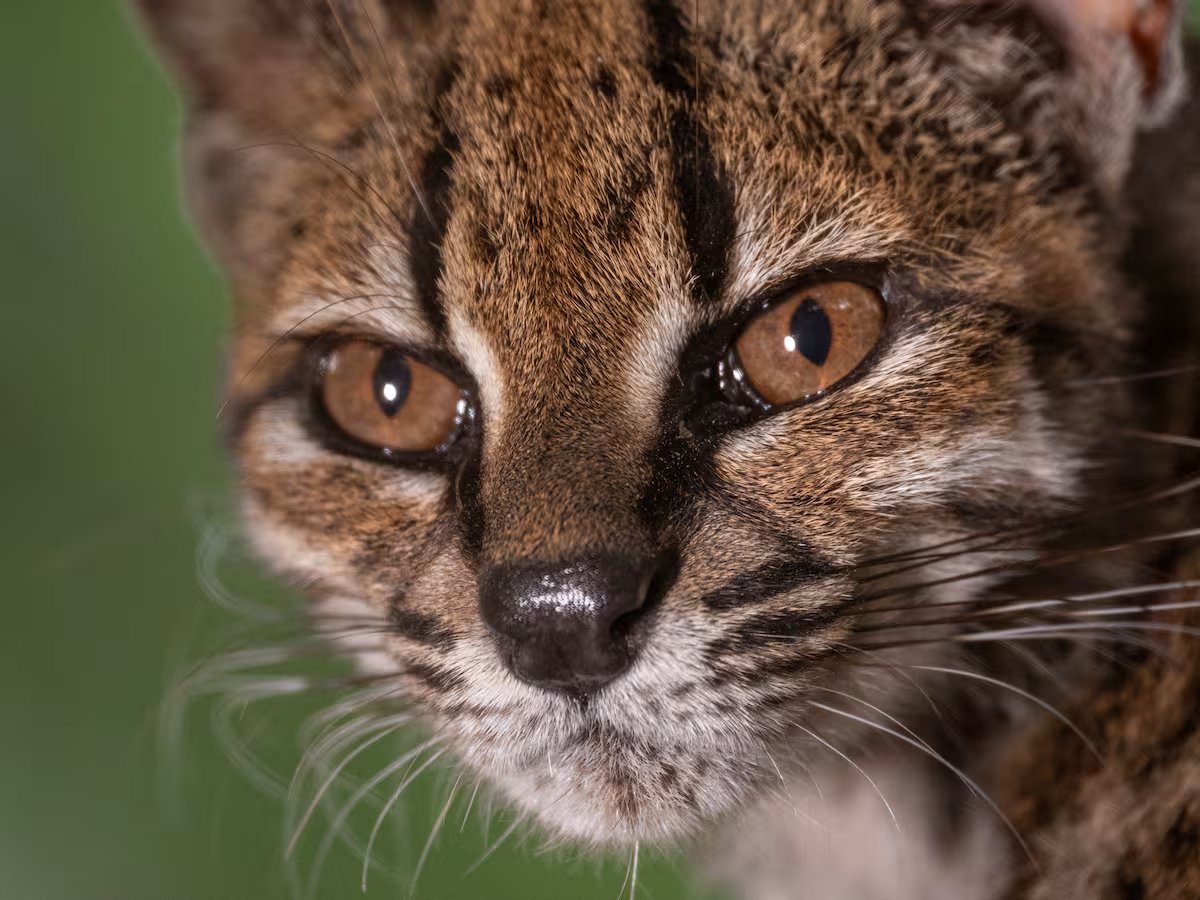 femigilda's tweet photo. Hace 3 días que mi novio me está escuchando hablar de la nueva especie de gatito que descubrieron en Bolivia. Qué ponés cara de malo tonto sos re chiquitooo 🤌 https://t.co/aZacuQy5p7