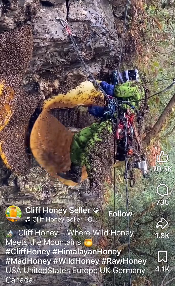 HappynessIsBTS7's tweet photo. Whoa! Saw this on the blue app and did not know this is how rock honey is harvested or what it looks like raw 😳🍯🐝 https://t.co/eV9418ed3m