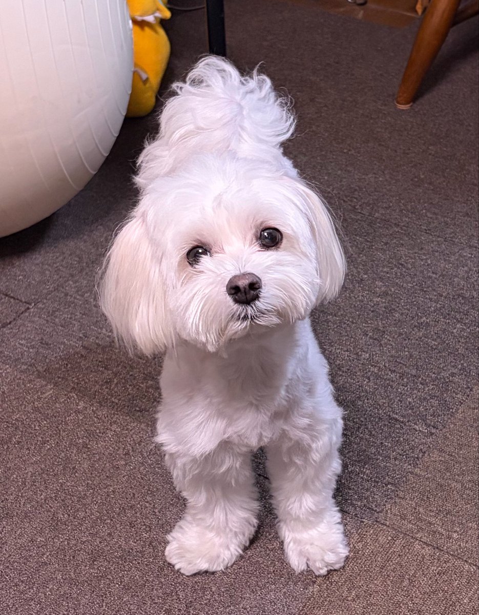 Yeti_bdradio's tweet photo. お腹の上に乗せてお昼寝したはずなのに、どうして君はすぐどこかにいってしまうのかね😾 https://t.co/3P80MqIjgu