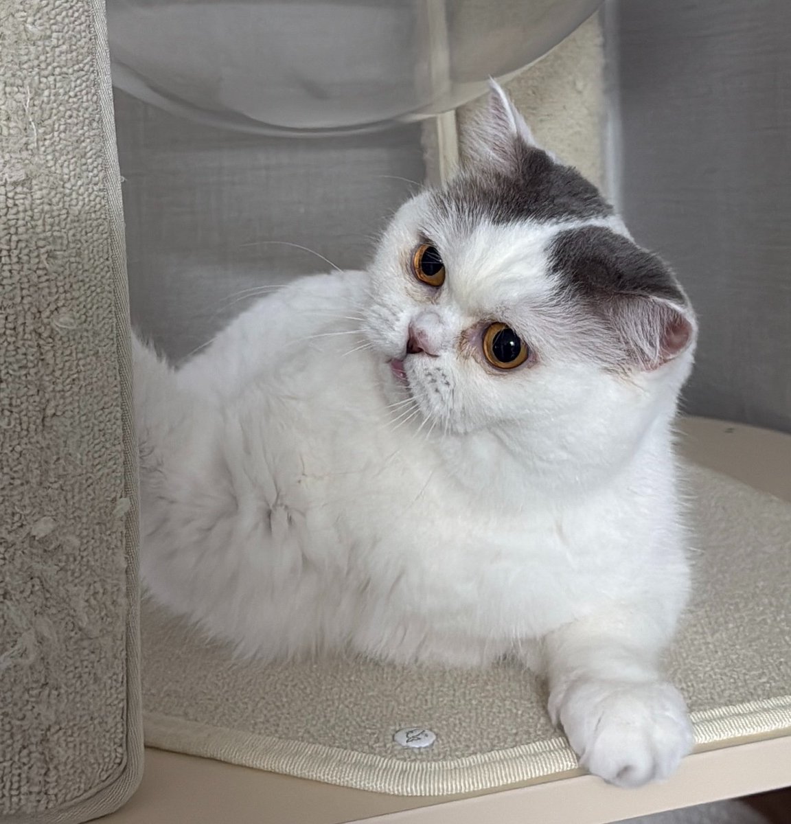som__owo_'s tweet photo. @tam_maiii 히히 감사합니다🐾🐾 https://t.co/LbesXl539Z