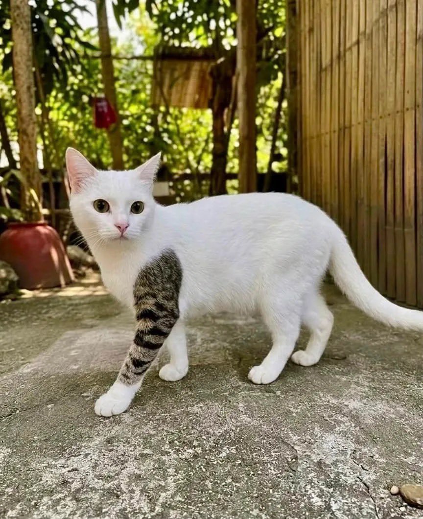 kokokokourou04's tweet photo. @YahooNewsTopics これも新種のヤクザ猫でございます https://t.co/gGEUX7vbCW