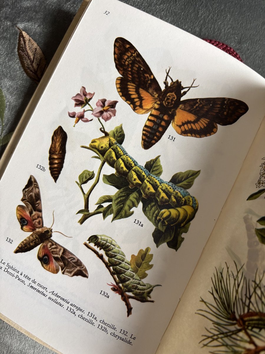 TheFernWitch's tweet photo. Another beautiful gift and another little piece of the 70s 🦋📖✨

Les Insectes by Landin, an old French book filled with insects and beautiful illustrations.

My collection of old nature books is slowly growing, and I’m rather happy about it 🌿✨
#Entomology  #InsectLovers https://t.co/nD6E3TUSS4