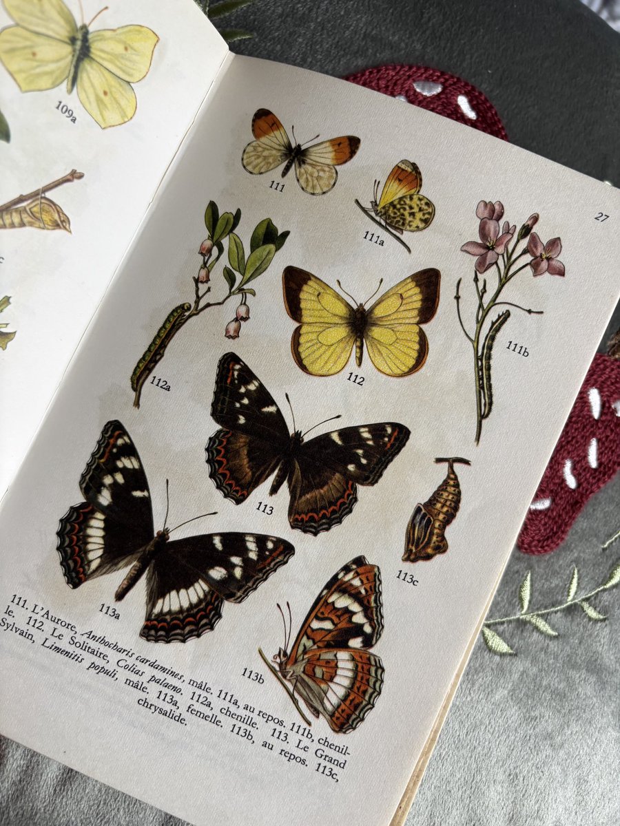 TheFernWitch's tweet photo. Another beautiful gift and another little piece of the 70s 🦋📖✨

Les Insectes by Landin, an old French book filled with insects and beautiful illustrations.

My collection of old nature books is slowly growing, and I’m rather happy about it 🌿✨
#Entomology  #InsectLovers https://t.co/nD6E3TUSS4