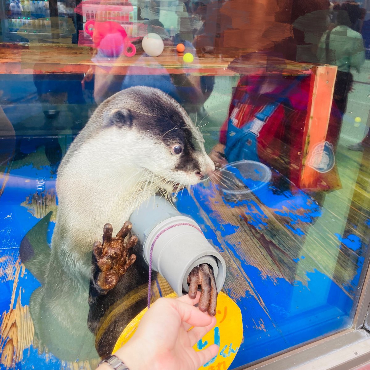 xxcolchicum's tweet photo. 今日は伊瀬シーパラダイスに行きました🦭🐠カワウソやアザラシに��ったり、タツノオトシゴにこれでもかというくらいモテたりしました https://t.co/80Ef3HAlVR