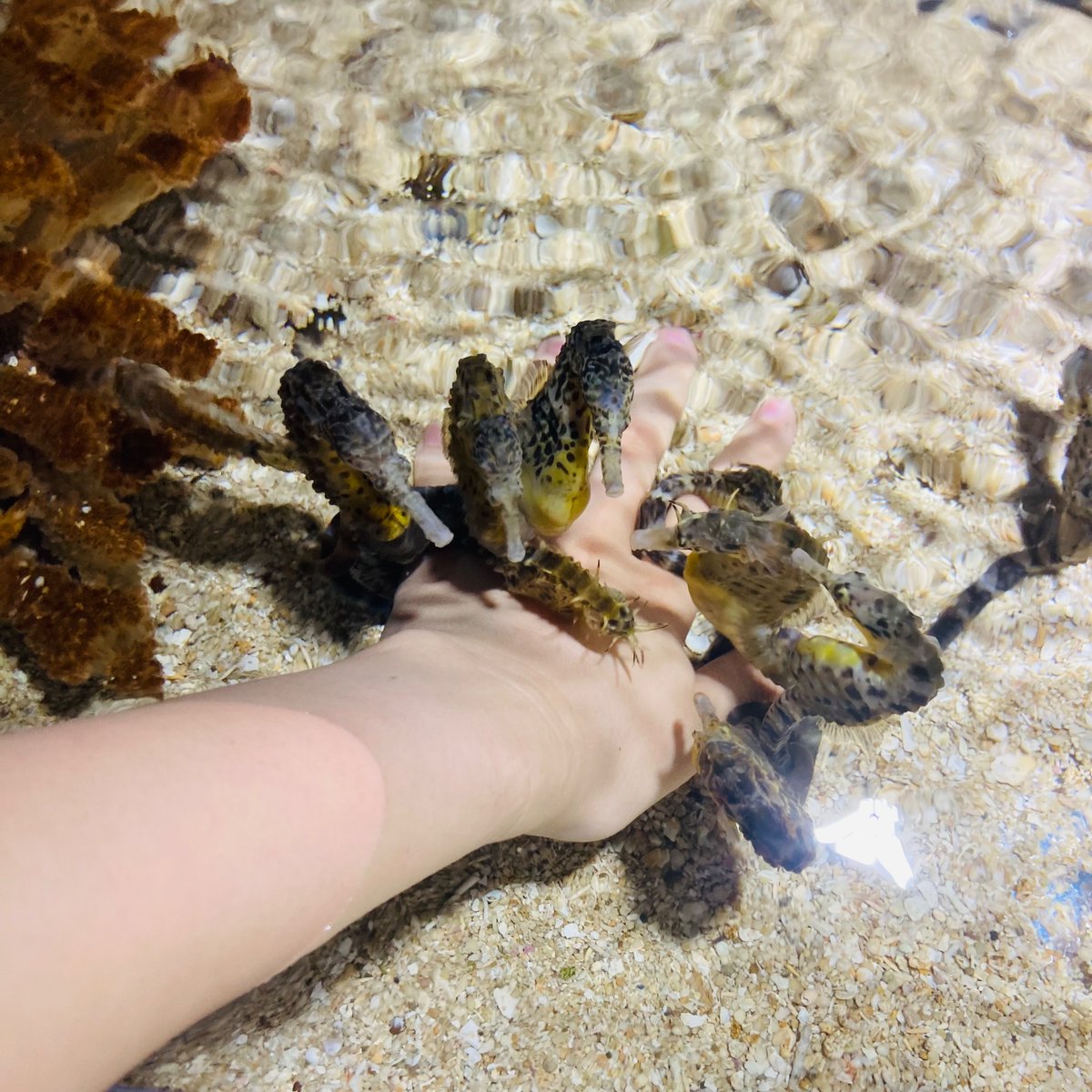 xxcolchicum's tweet photo. 今日は伊瀬シーパラダイスに行きました🦭🐠カワウソやアザラシに��ったり、タツノオトシゴにこれでもかというくらいモテたりしました https://t.co/80Ef3HAlVR
