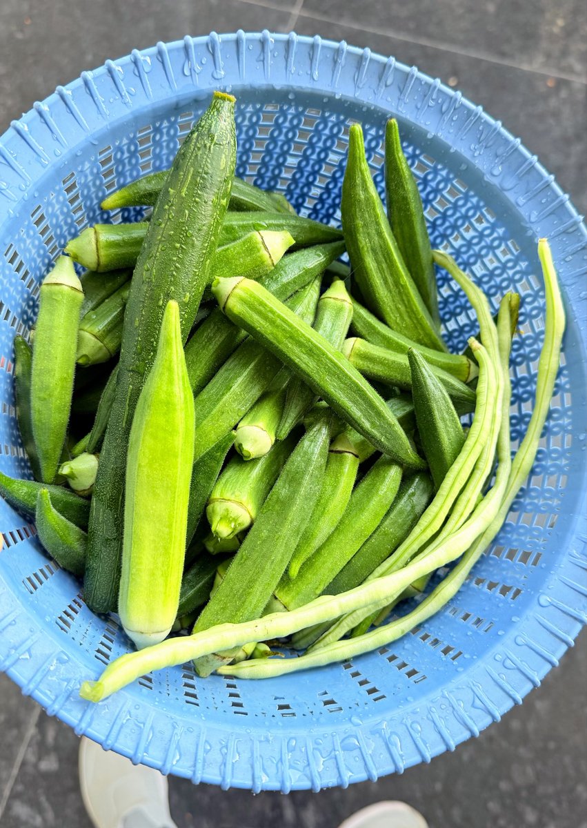 BehrupiyaMon's tweet photo. Today’s Harvest

#farming https://t.co/P4wtSECnwt
