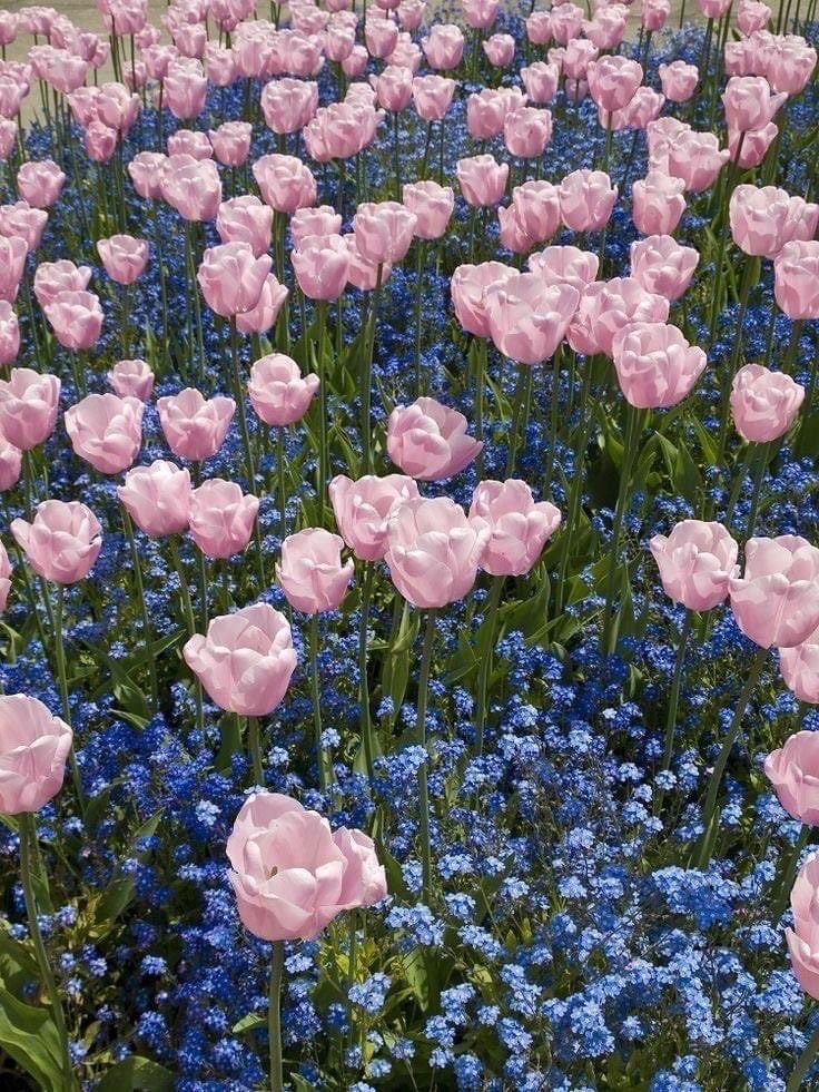 dreamyyarchive's tweet photo. Tulips https://t.co/wogp5G51QW
