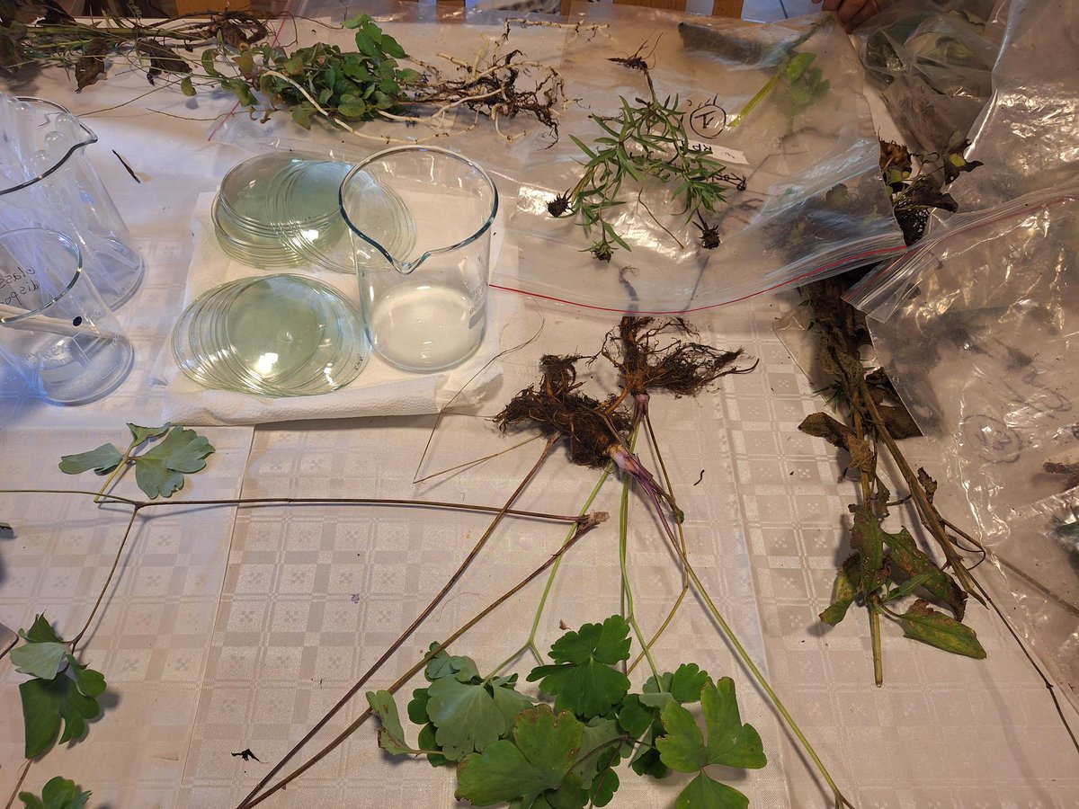 ExFuMo1's tweet photo. The 4th day of #GoBelowground course of belowground functional ecology #Buds #Storage #Fineroots #Clonality #Rhizome #Stolone #Traits #Economy #Strategy #Methods #FunctionalTraits Collaborate, share, discuss🧐
@Akademie_ved_CR @IBOTCZ
▶️ https://t.co/uZ3StdzXEJ https://t.co/NQiVoaMWfh