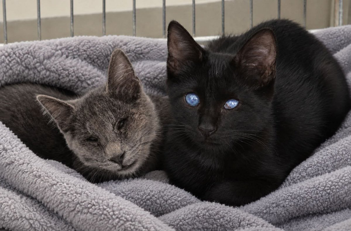 SolDifunde's tweet photo. URGENTE #ADOPCIÓN o #ACOGIDA

Dos gatitos de 3-4 meses CIEGOS.

Están en casa de acogida pero ya no los pueden tener.

Pueden viajar.

CONTACTO: 607444557

DON BENITO (#BADAJOZ) https://t.co/FVsUCzBcpv