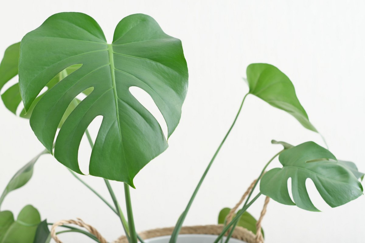 MerryMcartmoh's tweet photo. Mid-work slump hit—took 5 mins to stare at the office plant and recharge. https://t.co/jjYU5eE2zs