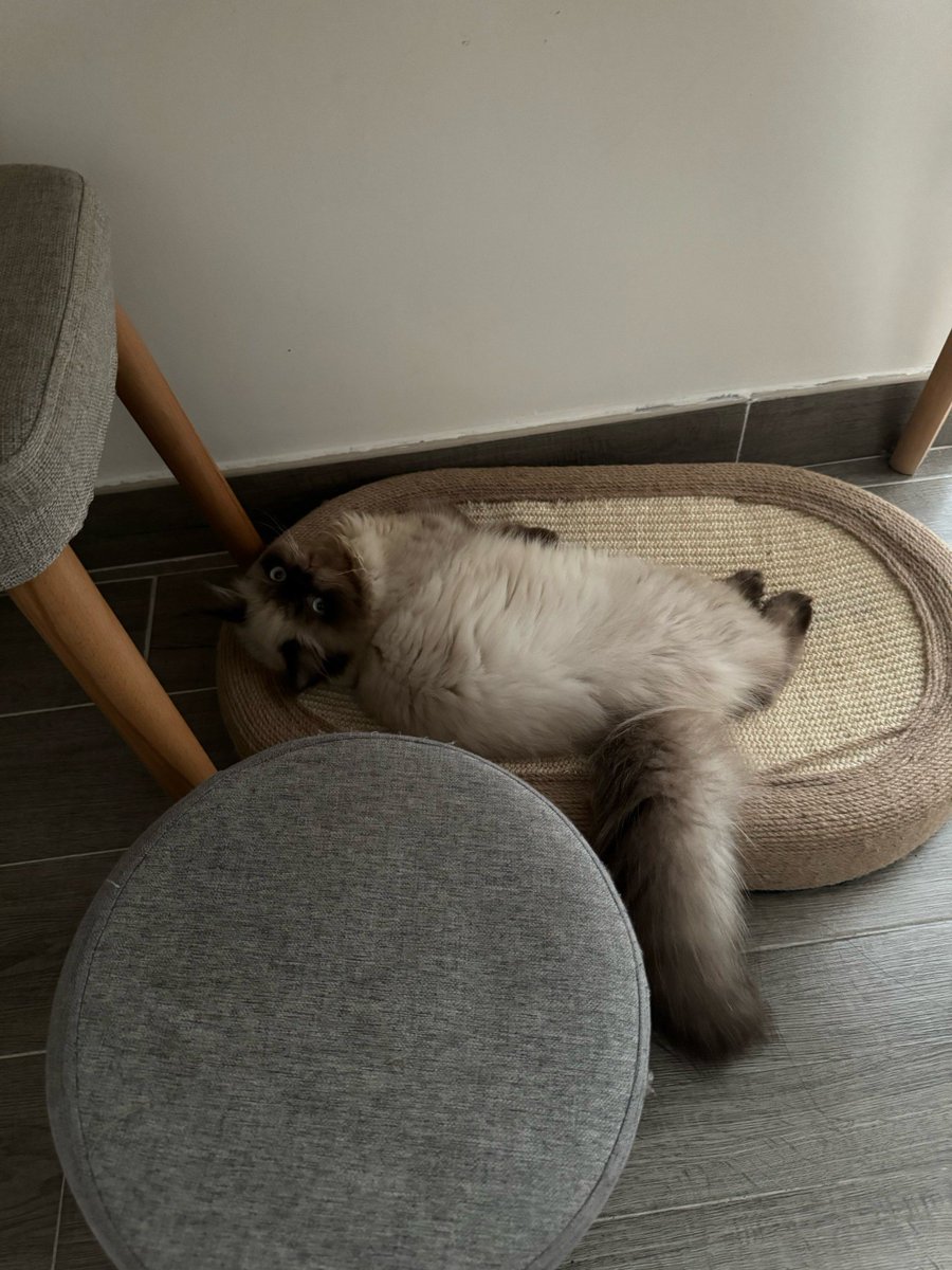alesb462679's tweet photo. Just spotted my fluffy cat napping on the clean laundry I folded 5 mins ago—looks like I’ve got a tiny laundry ‘helper’ now https://t.co/zXjNp03NwV