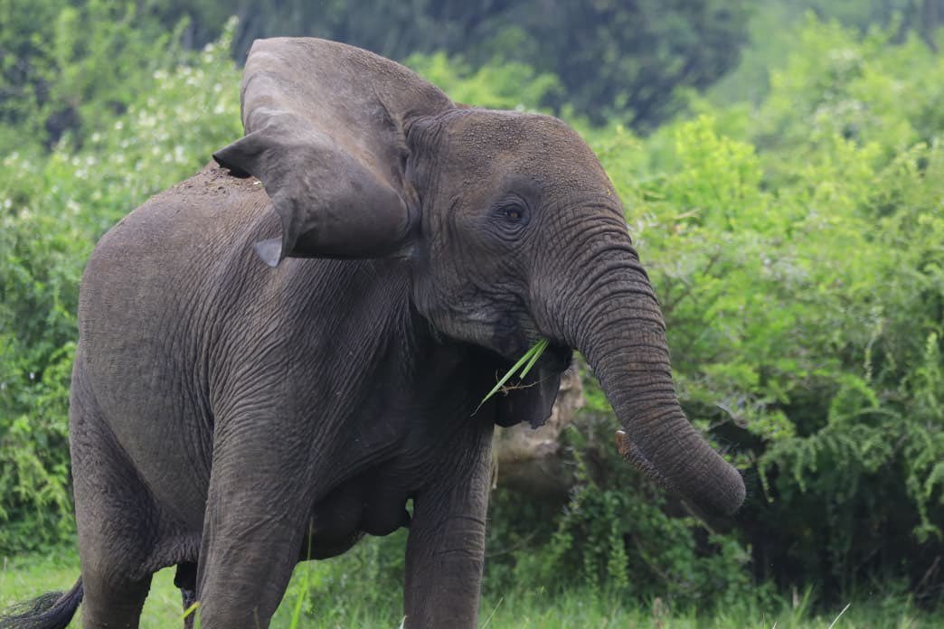 ElvisTrich's tweet photo. Come for the qualifier, stay for the Elephants, zebras, lions, gorillas, the Nile, Murchison Falls, Lake Mburo National Park, Queen Elizabeth National Park etc and the warmest welcoming people on the continent. 

Uganda Vs Libya — 29th Sept, Hoima City Stadium. #ExploreUganda https://t.co/5s1MHAEeqj