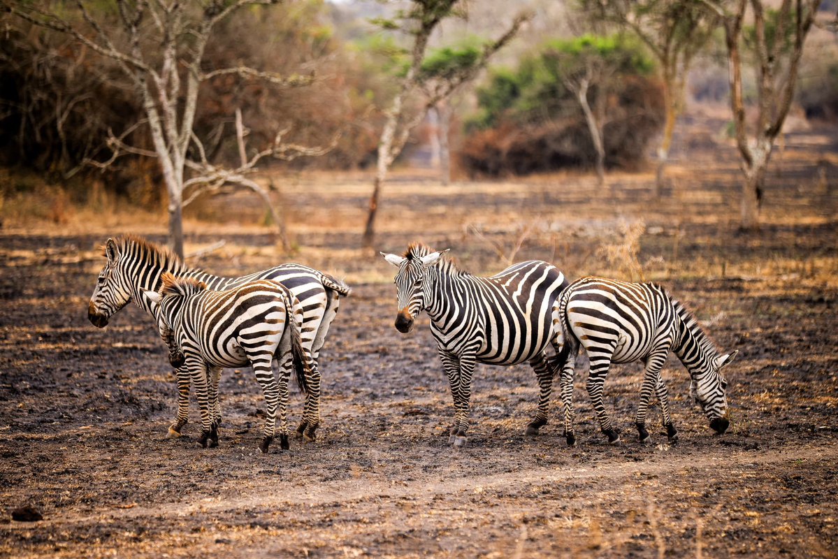 ElvisTrich's tweet photo. Come for the qualifier, stay for the Elephants, zebras, lions, gorillas, the Nile, Murchison Falls, Lake Mburo National Park, Queen Elizabeth National Park etc and the warmest welcoming people on the continent. 

Uganda Vs Libya — 29th Sept, Hoima City Stadium. #ExploreUganda https://t.co/5s1MHAEeqj