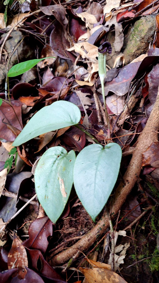 ntorchid120100's tweet photo. Arisaema umbrinum
銀葉
NTO&amp;PP-260815-4
Kota Bulud Sabah 🇲🇾Malaysia
サバ コタ・ブル
アリサエマ アンブレナム
山登りで見かけたアリサエマ。銀葉の白が目を引きぽつりぽつりと見られます。 https://t.co/EA32xQSlvg